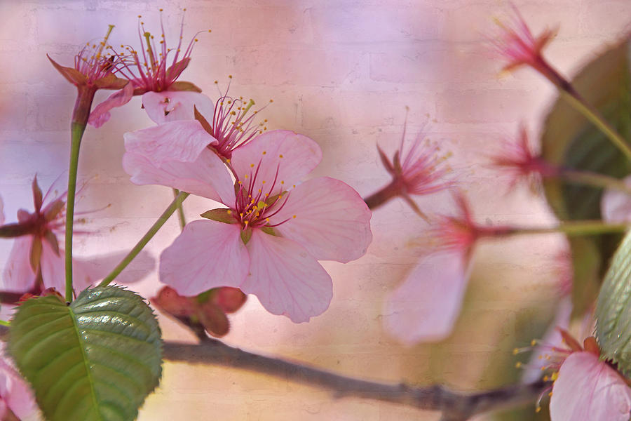 Cherry Blossom Fantasy Photograph by Leda Robertson