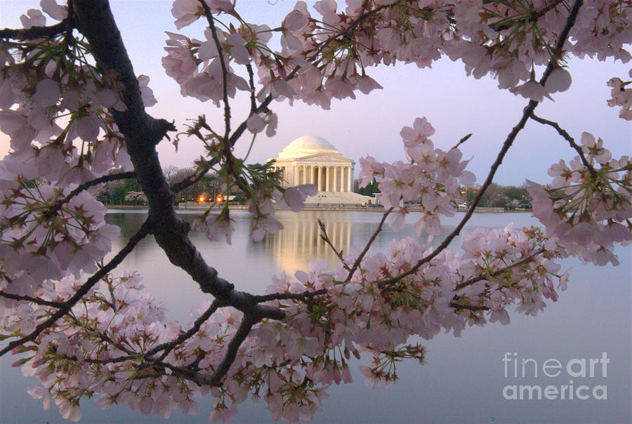 Cherry Blossom Festival   DC Photograph by Willie Harper