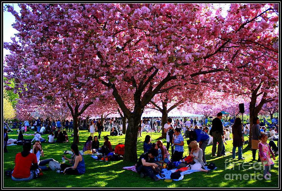 Cherry Blossom Festival - New York Photograph by Dora Sofia Caputo