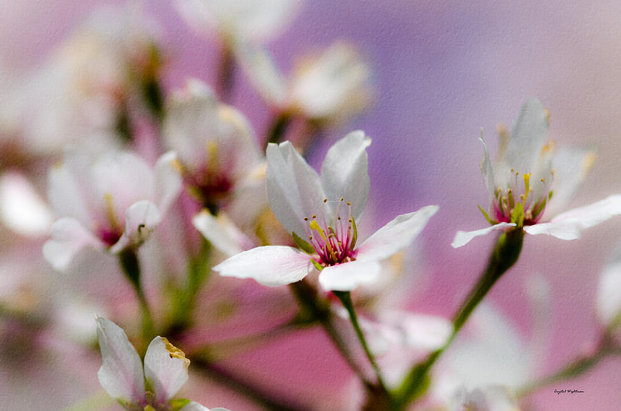 Cherry Blossom Flower Photograph by Crystal Wightman