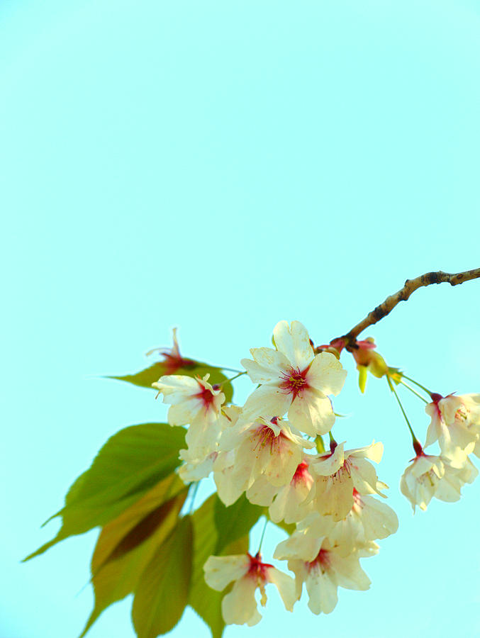 Cherry Blossom Flowers Photograph by Yuka Kato