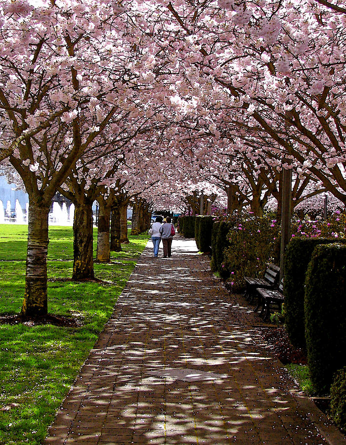 Cherry Blossom Friends Digital Art by Gary Olsen-Hasek