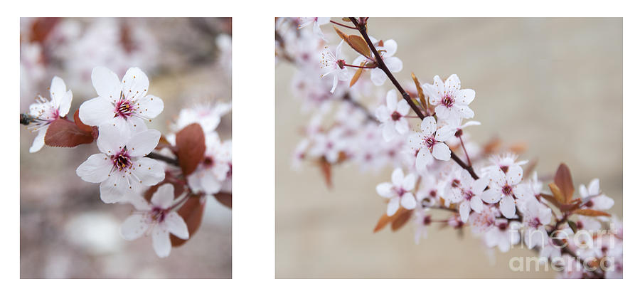 cherry blossom II Photograph by Hannes Cmarits