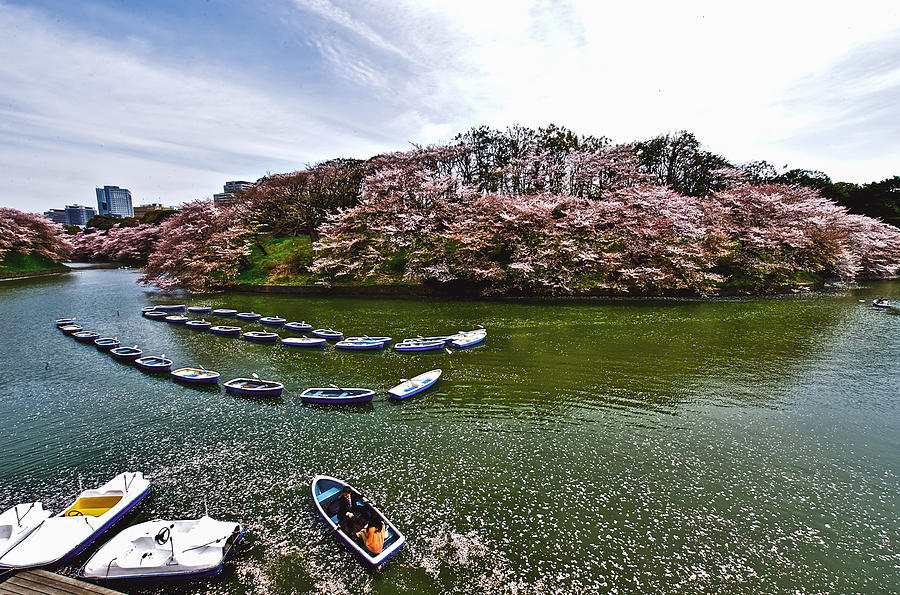 Cherry blossom in Chidorigafuchi Photograph by Hisao Mogi