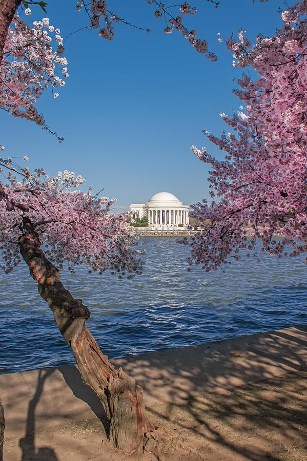 Cherry Blossom in DC Photograph by Mary Almond