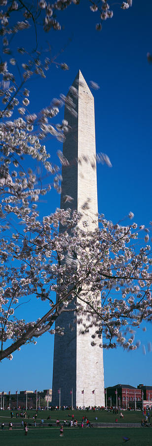 Cherry Blossom In Front Of An Obelisk Photograph by Panoramic Images