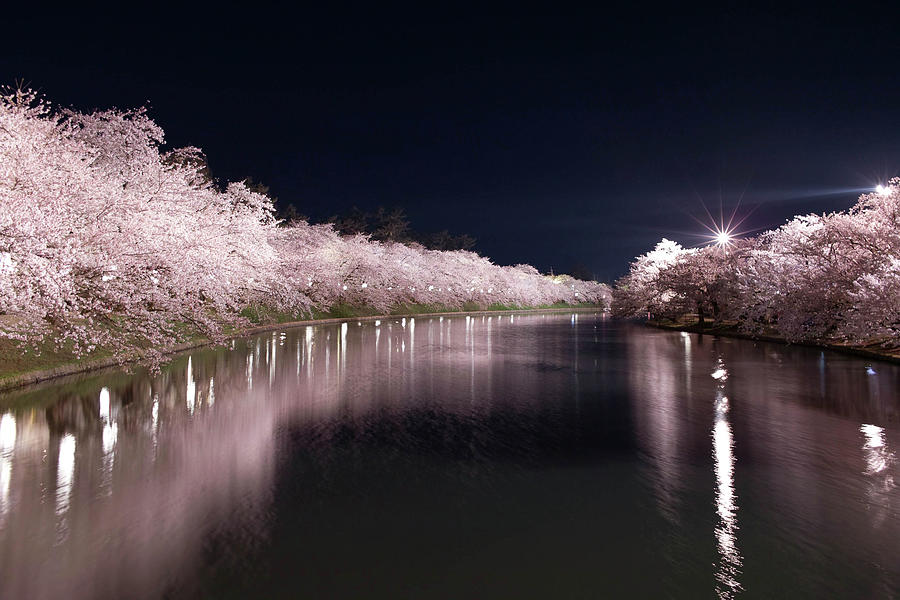 Cherry Blossom In Full Bloom With Water Photograph by Noriakimasumoto