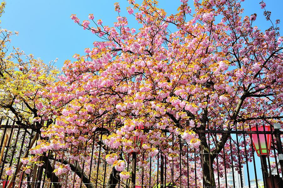 Cherry Blossom In Japan Mint Photograph by Joyoyo Chen