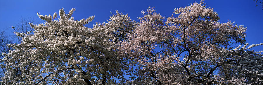 Cherry Blossom In St. Jamess Park, City Photograph by Panoramic Images