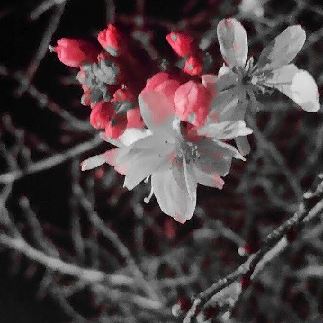 Cherry Blossom In The Dark Photograph by Wes Ball