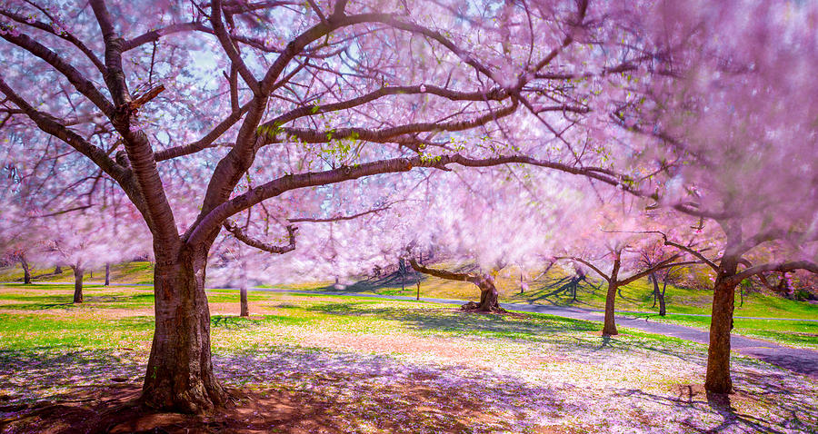 Cherry Blossom in the Wind Photograph by Mark Rogers