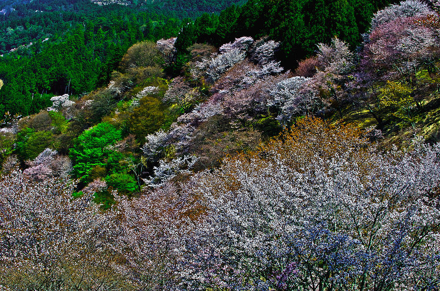 Cherry blossom in Yoshinoyama Photograph by Hisao Mogi