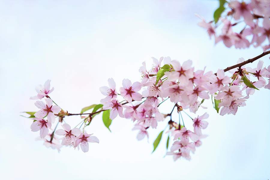 Cherry Blossom Photograph by Ithinksky
