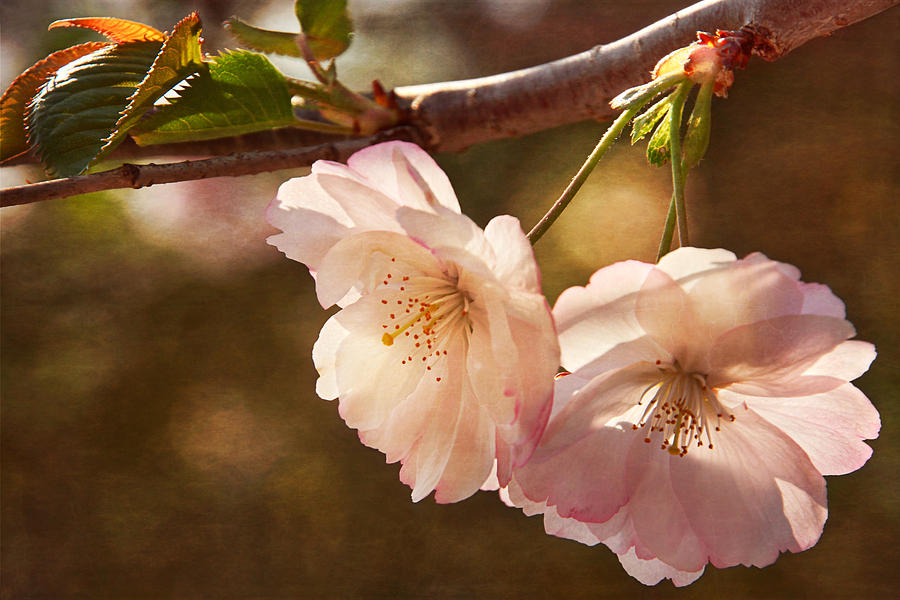 Cherry Blossom Joy Photograph by Leda Robertson