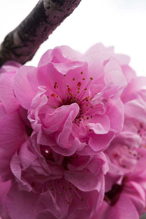 Cherry Blossom Photograph by Judy Wright Lott