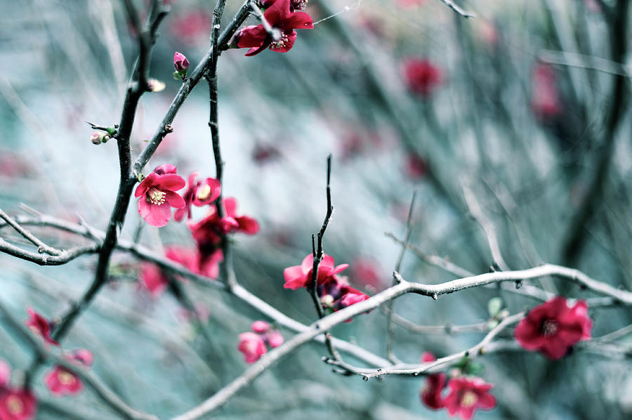 Cherry Blossom Photograph by Khoa Vu