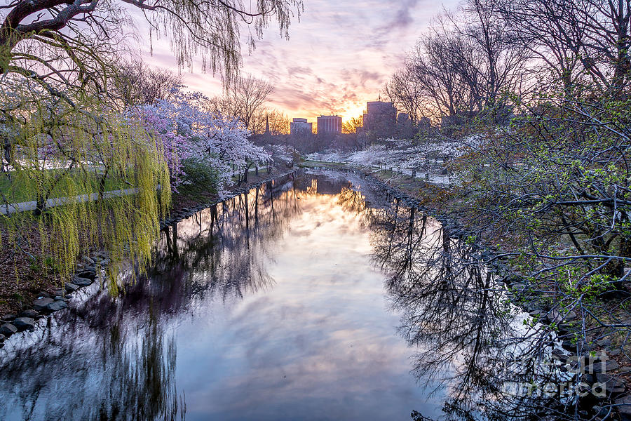 Cherry Blossom Lagoon Photograph by Susan Cole Kelly