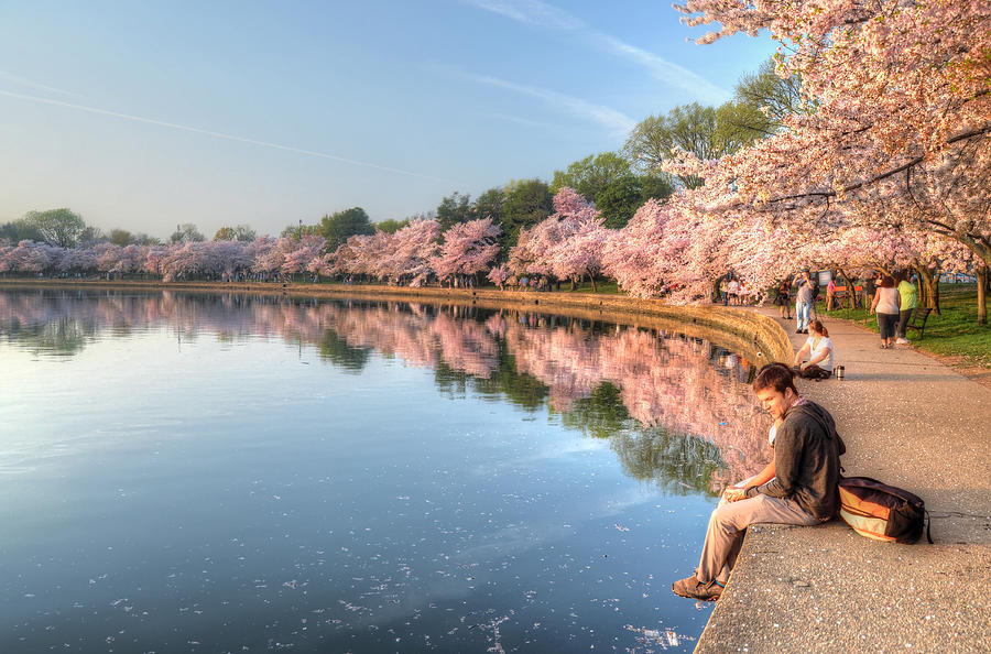 Cherry Blossom Love Photograph by Michael Donahue