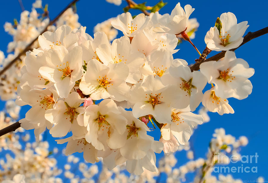 Cherry Blossom Macro Photograph by Jeff at JSJ Photography