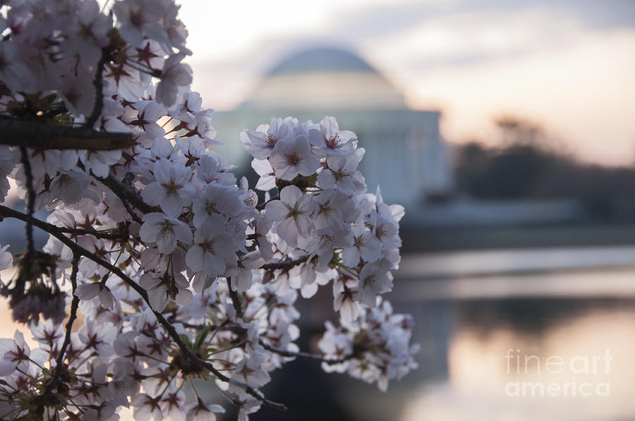 Jefferson Memorial Photograph - Cherry Blossom Memories by Terry Rowe