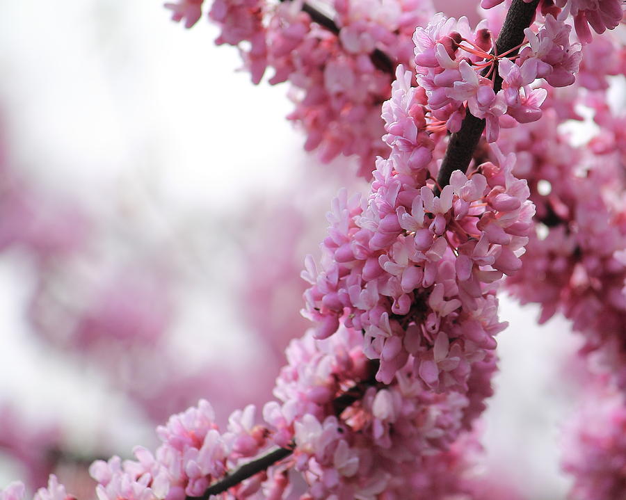 Cherry Blossom  Photograph by Angela Murdock