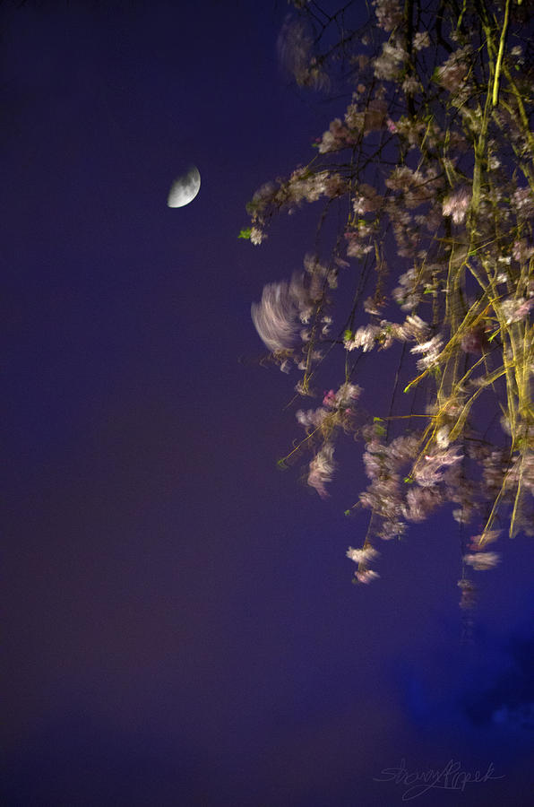 Cherry Blossom Moon Photograph by Sharon Popek