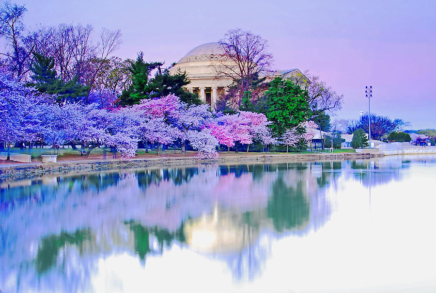 Cherry Blossom morning Photograph by Bill Jonscher