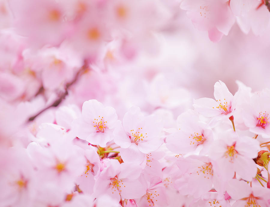 Cherry Blossom Photograph by Ngkaki
