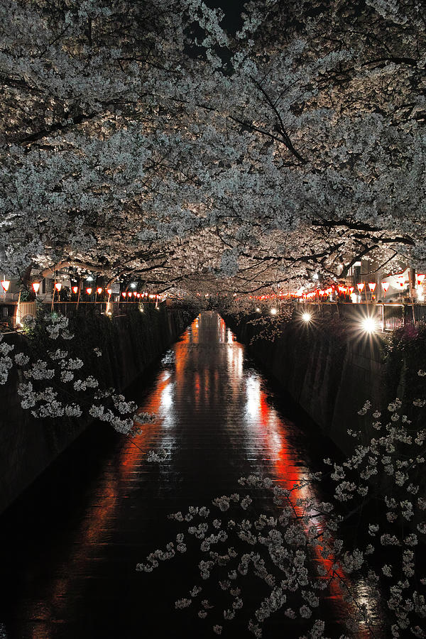 Cherry Blossom Of Night Meguro River Photograph by Huzu1959