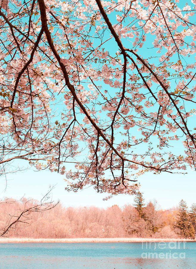 Cherry Blossom on the Lake Mixed Media by Andrea Anderegg
