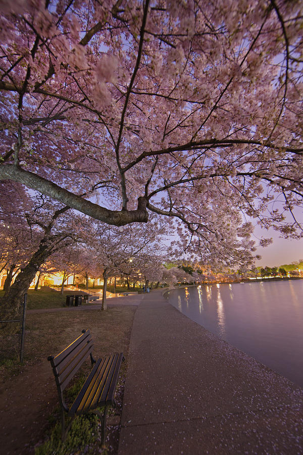 Cherry Blossom on the tidal basin Wash DC Photograph by Jack Nevitt