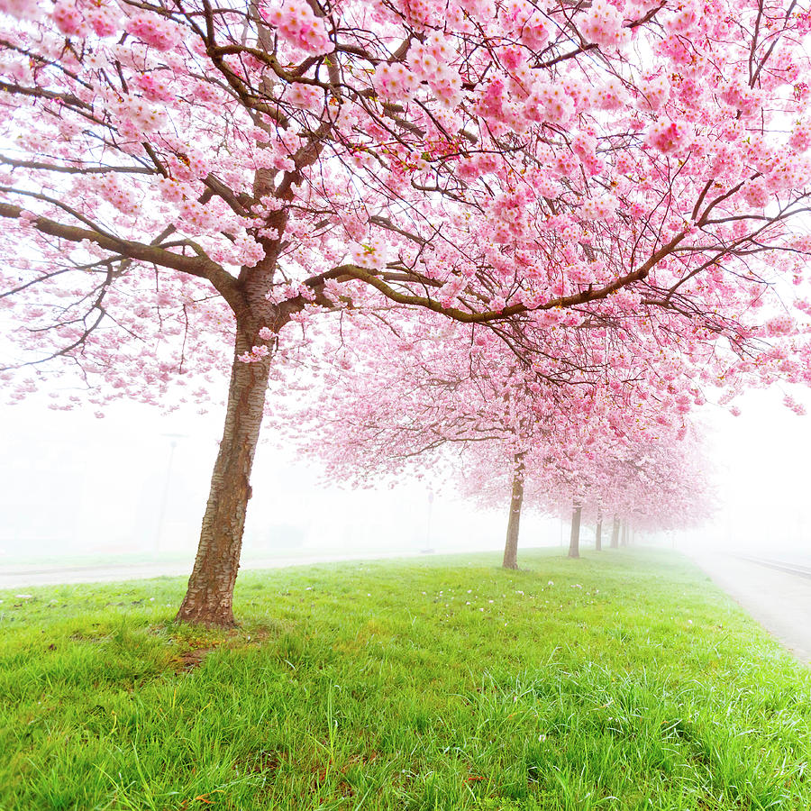 Cherry Blossom On Trees Photograph by Wladimir Bulgar