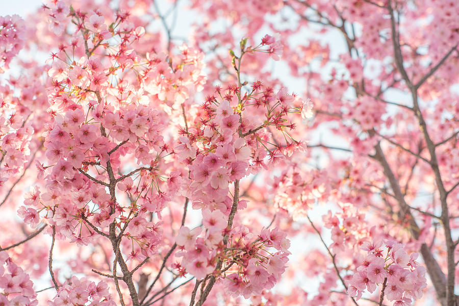 Cherry Blossom or Sakura in Japan close up. Photograph by Pojcheewin Yaprasert Photography