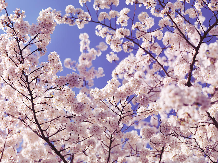 Cherry blossom over blue sky Photograph by Maxim Images Prints