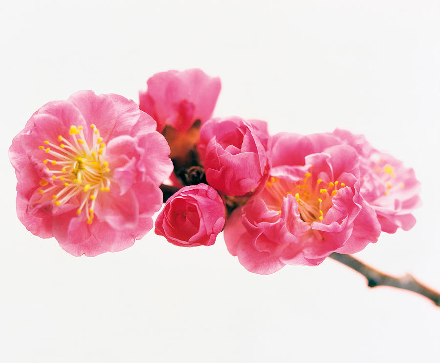 Still Life Photograph - Cherry Blossom by Panoramic Images
