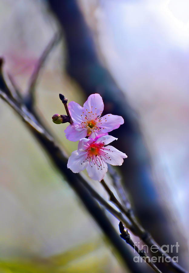 Cherry blossom Photograph by PatriZio M Busnel