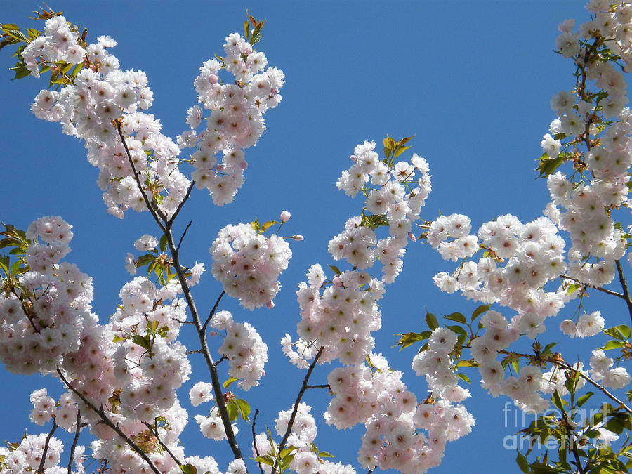 Cherry Blossom and blue sky Photograph by Phil Banks