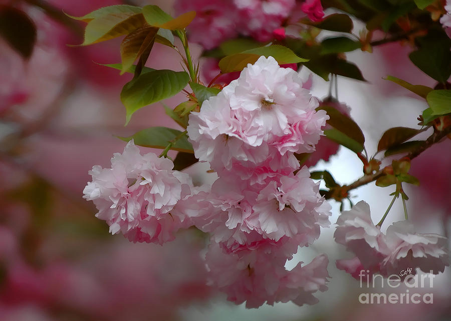 Cherry blossom Photograph by Sami Martin