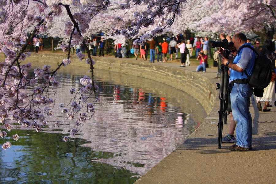 Washington D.c. Photograph - Cherry Blossom Photographer by Anne Barkley