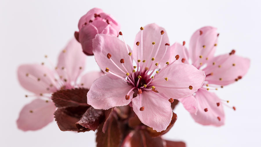 Flower Photograph - Cherry Blossom by Pierre Leclerc Photography