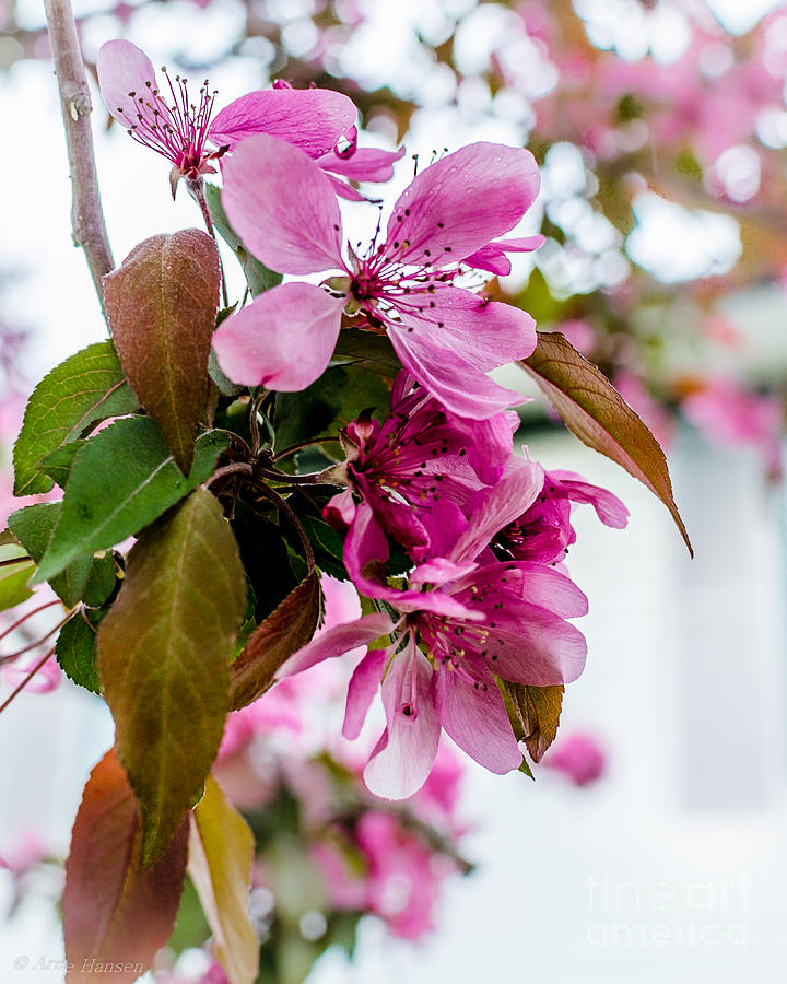 Cherry Blossom Pink Photograph by Arne Hansen