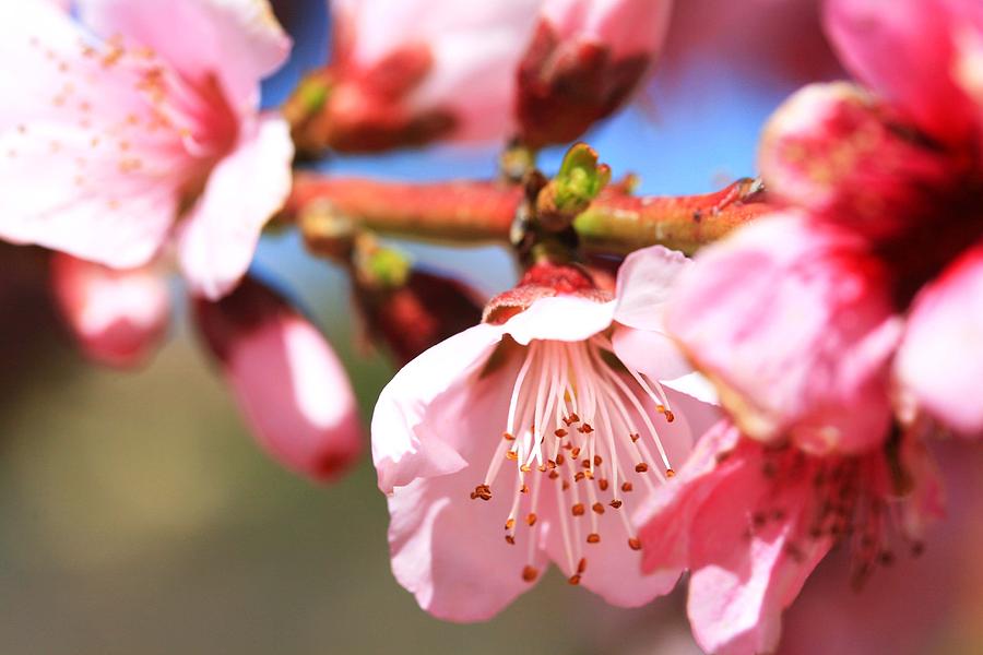 Cherry Photograph - Cherry Blossom Pink by Veronica Vandenburg Cherry Photograph - Cherry Blossom Pink by Veronica Vandenburg