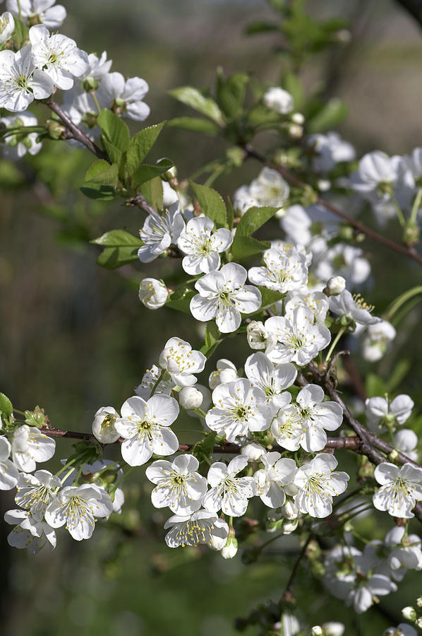 Cherry Blossom (prunus Morello) Photograph by Brian Gadsby/science Photo Library