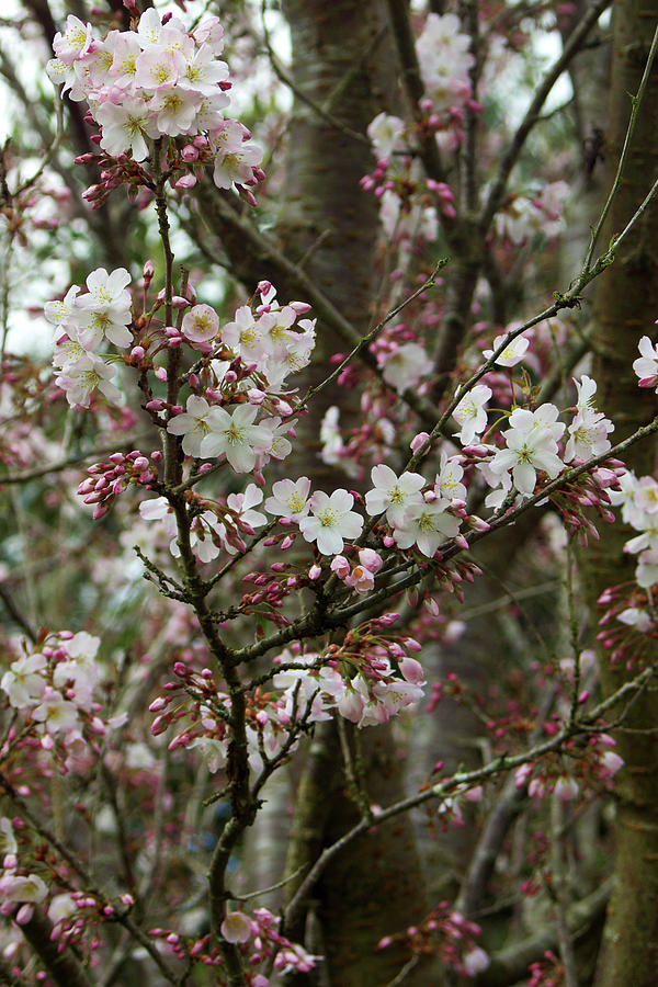 Cherry Blossom (prunus pandora) Photograph by Neil Joy/science Photo Library