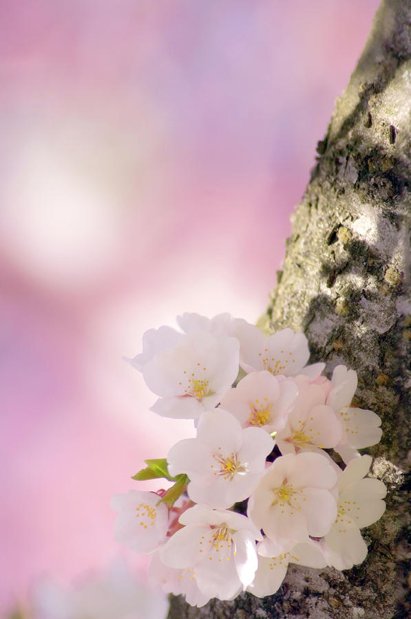 Cherry Blossom (prunus Serrulata) Photograph by Maria Mosolova/science Photo Library
