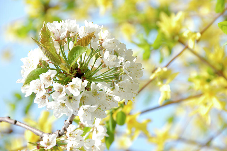 Cherry Blossom (prunus Sp.) Photograph by Science Photo Library Cherry Blossom (prunus Sp.) Photograph by Science Photo Library