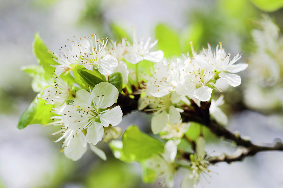 Cherry Blossom (prunus Sp.) Photograph by Science Photo Library Cherry Blossom (prunus Sp.) Photograph by Science Photo Library