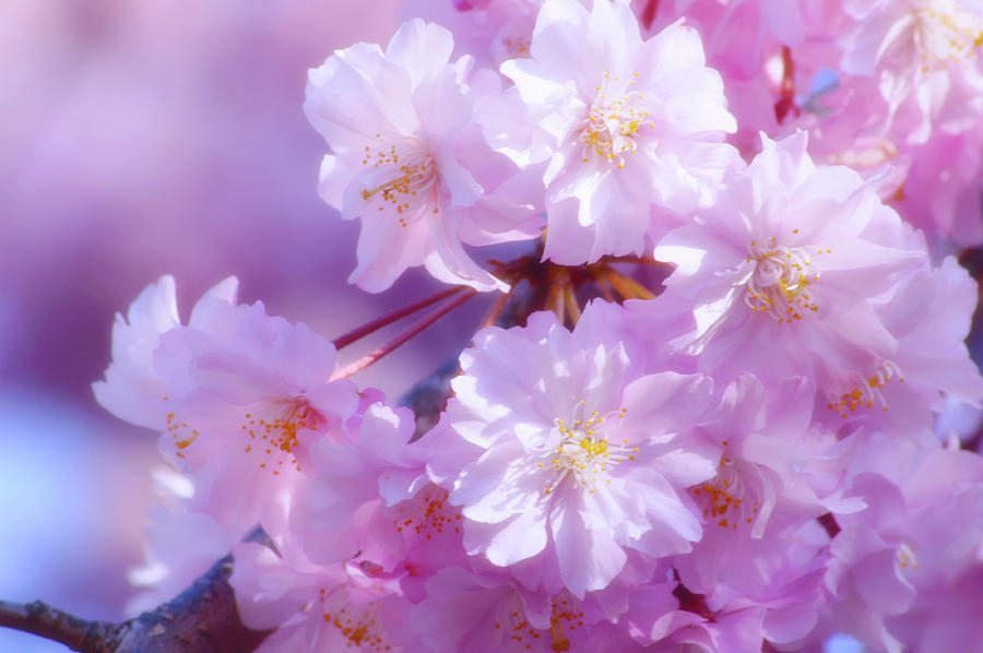 Cherry Blossom (prunus Sp.) Photograph by Maria Mosolova/science Photo Library