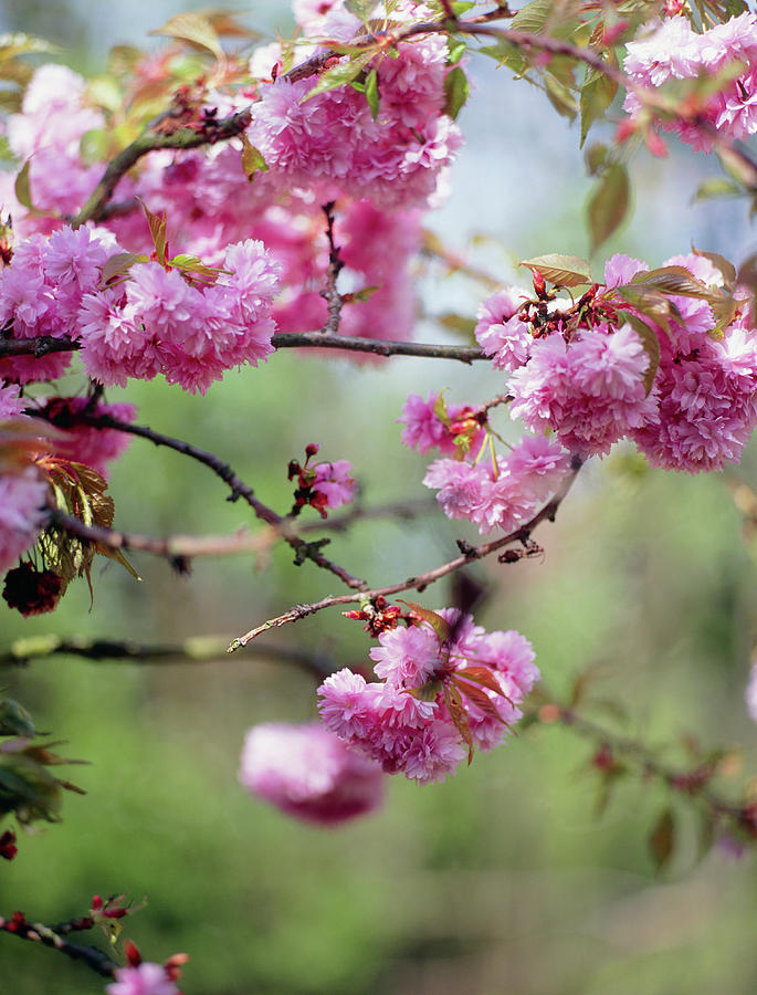 Cherry Blossom (prunus Sp.) Photograph by Science Photo Library Cherry Blossom (prunus Sp.) Photograph by Science Photo Library