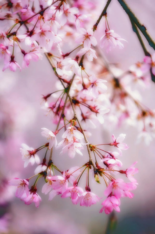 Cherry Blossom (prunus Subhirtella) Photograph by Science Photo Library Cherry Blossom (prunus Subhirtella) Photograph by Science Photo Library